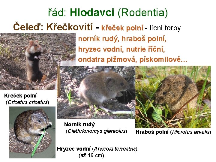 řád: Hlodavci (Rodentia) Čeleď: Křečkovití - křeček polní - lícní torby norník rudý, hraboš