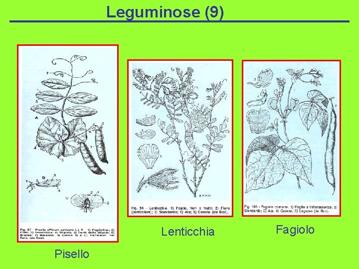 Leguminose (9) Lenticchia Pisello Fagiolo 