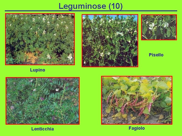 Leguminose (10) Pisello Lupino Lenticchia Fagiolo 