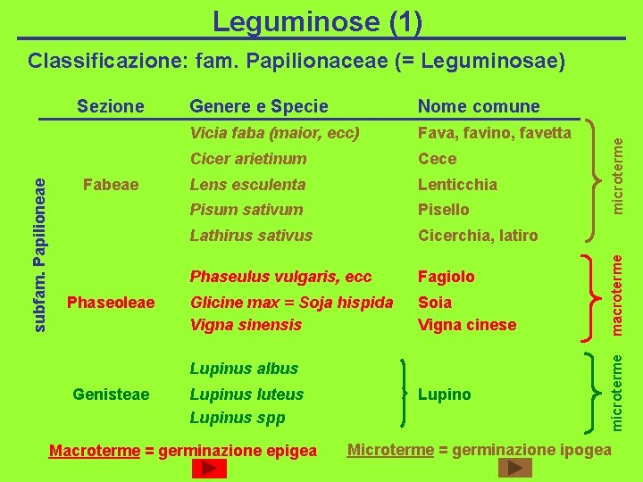 Leguminose (1) Phaseoleae Nome comune Vicia faba (maior, ecc) Fava, favino, favetta Cicer arietinum