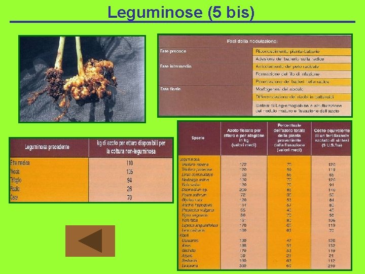 Leguminose (5 bis) 