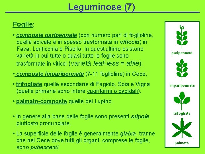 Leguminose (7) Foglie: • composte paripennate (con numero pari di foglioline, quella apicale è