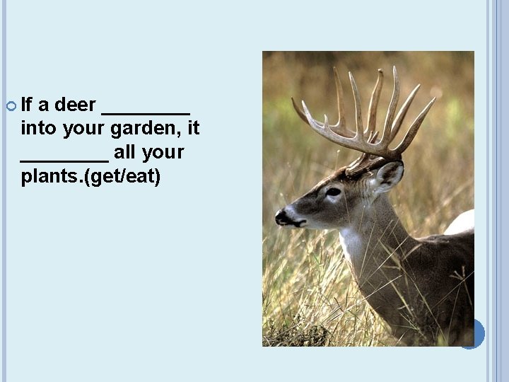  If a deer ____ into your garden, it ____ all your plants. (get/eat)