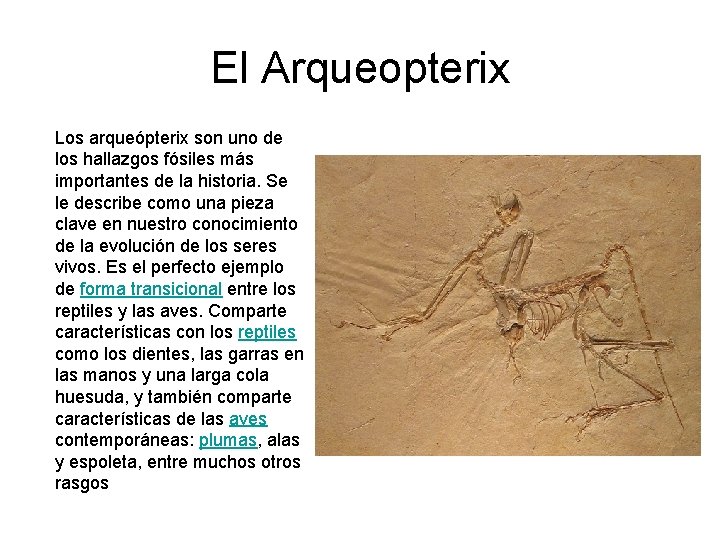 El Arqueopterix Los arqueópterix son uno de los hallazgos fósiles más importantes de la