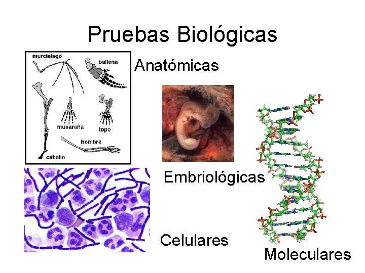 Pruebas Biológicas Anatómicas Embriológicas Celulares Moleculares 