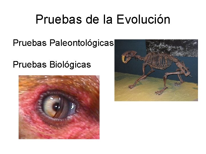 Pruebas de la Evolución Pruebas Paleontológicas Pruebas Biológicas 