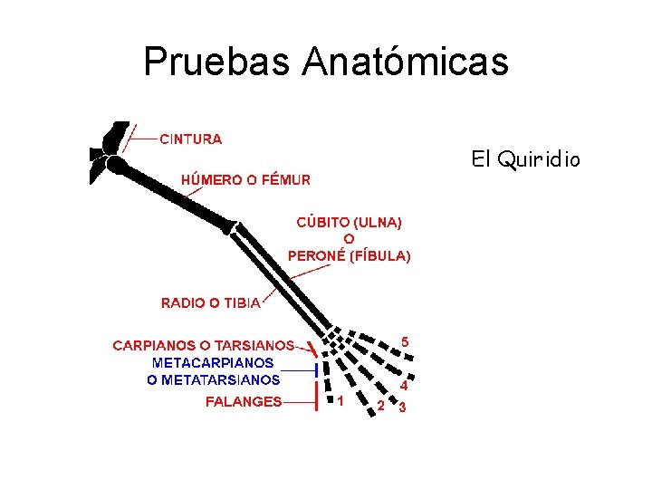 Pruebas Anatómicas El Quiridio 