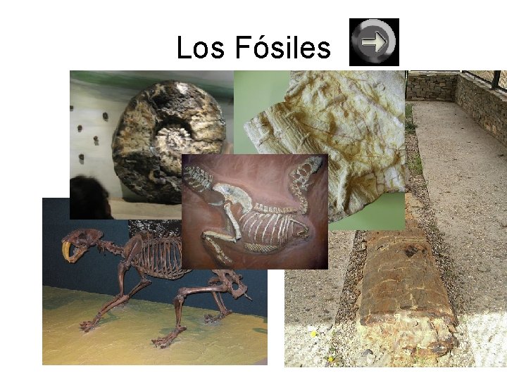 Los Fósiles 
