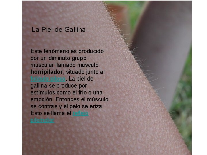 La Piel de Gallina Este fenómeno es producido por un diminuto grupo muscular llamado