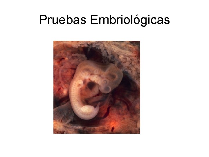 Pruebas Embriológicas 