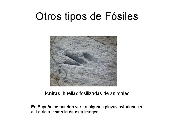 Otros tipos de Fósiles Icnitas: huellas fosilizadas de animales En España se pueden ver