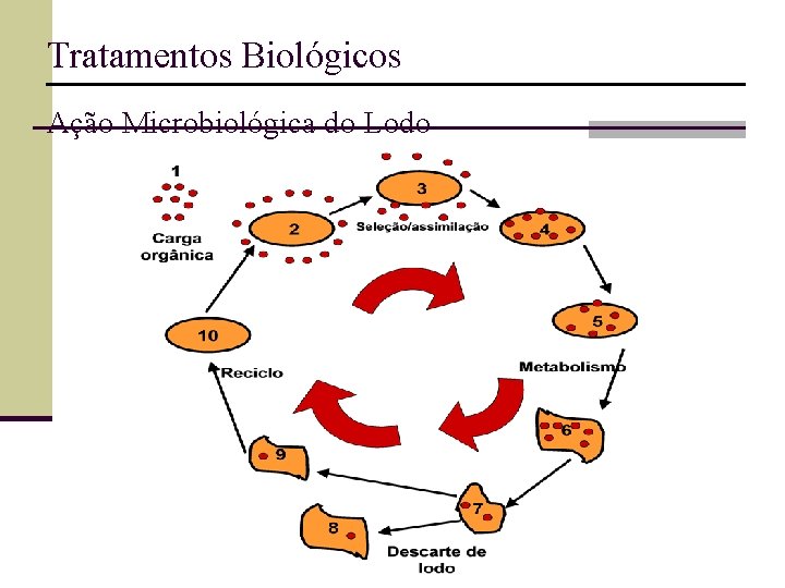 Tratamentos Biológicos Ação Microbiológica do Lodo 