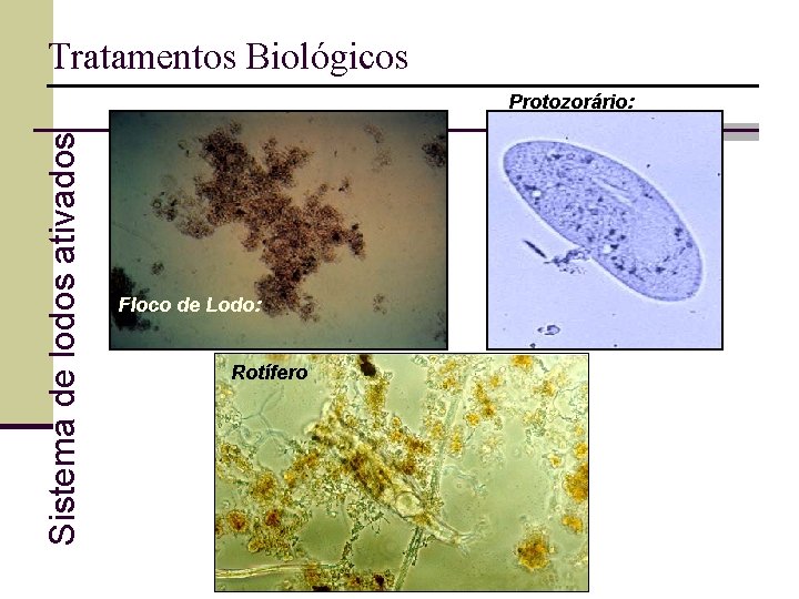 Tratamentos Biológicos Sistema de lodos ativados Protozorário: Floco de Lodo: Rotífero 