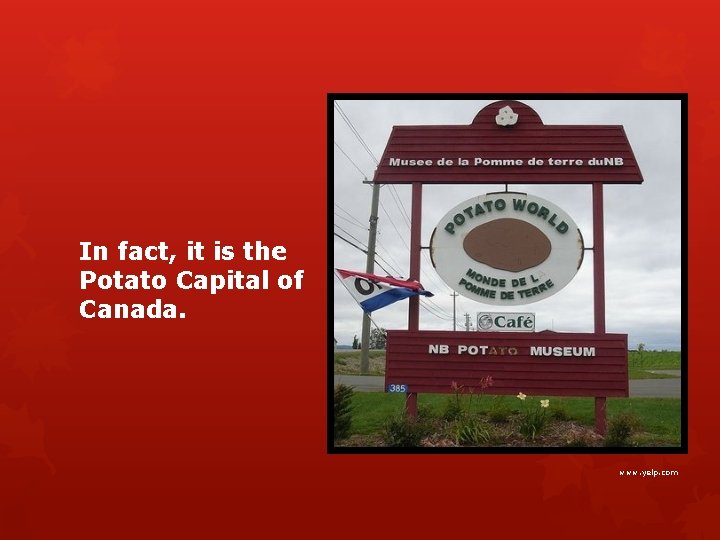 In fact, it is the Potato Capital of Canada. www. yelp. com 