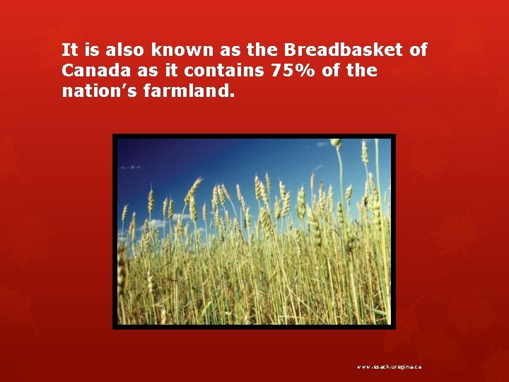 It is also known as the Breadbasket of Canada as it contains 75% of