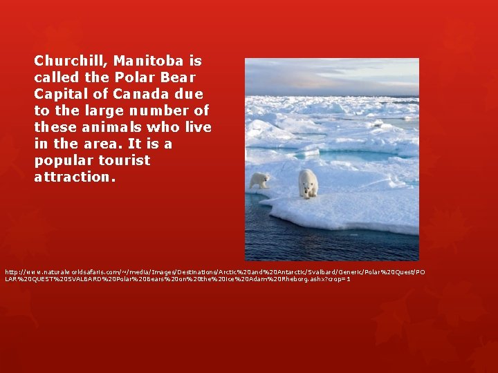 Churchill, Manitoba is called the Polar Bear Capital of Canada due to the large