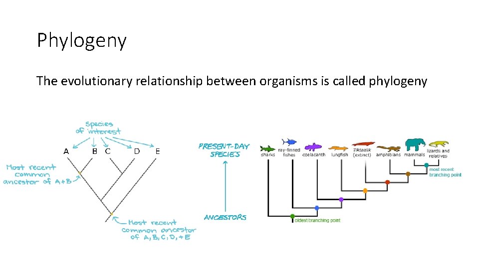 Phylogeny The evolutionary relationship between organisms is called phylogeny 