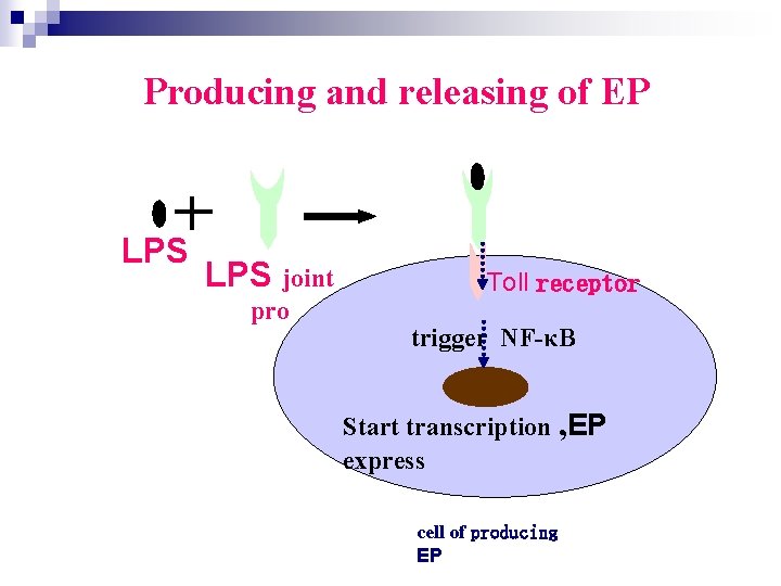 Producing and releasing of EP LPS joint pro Toll receptor trigger NF-κB Start transcription