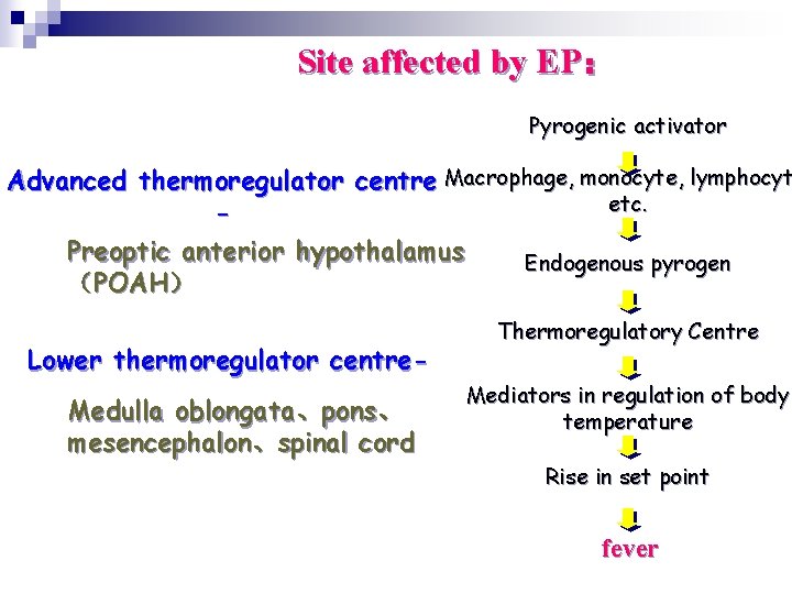 Site affected by EP： Pyrogenic activator Advanced thermoregulator centre Macrophage, monocyte, lymphocyt etc. Preoptic