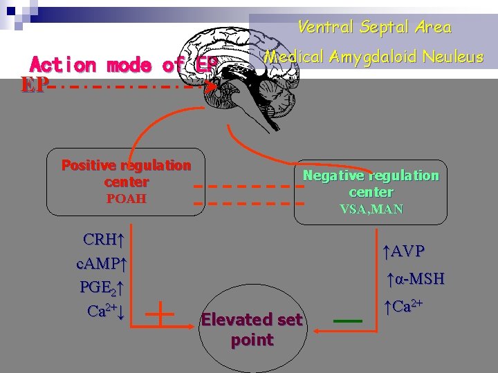 Ventral Septal Area Action mode of EP EP Positive regulation center POAH CRH↑ c.