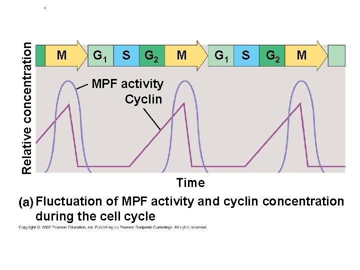 Relative concentration . M G 1 S G 2 M MPF activity Cyclin Time