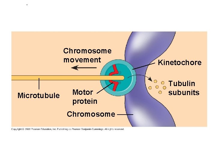 . Chromosome movement Microtubule Motor protein Chromosome Kinetochore Tubulin subunits 