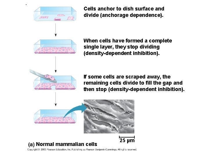 . Cells anchor to dish surface and divide (anchorage dependence). When cells have formed