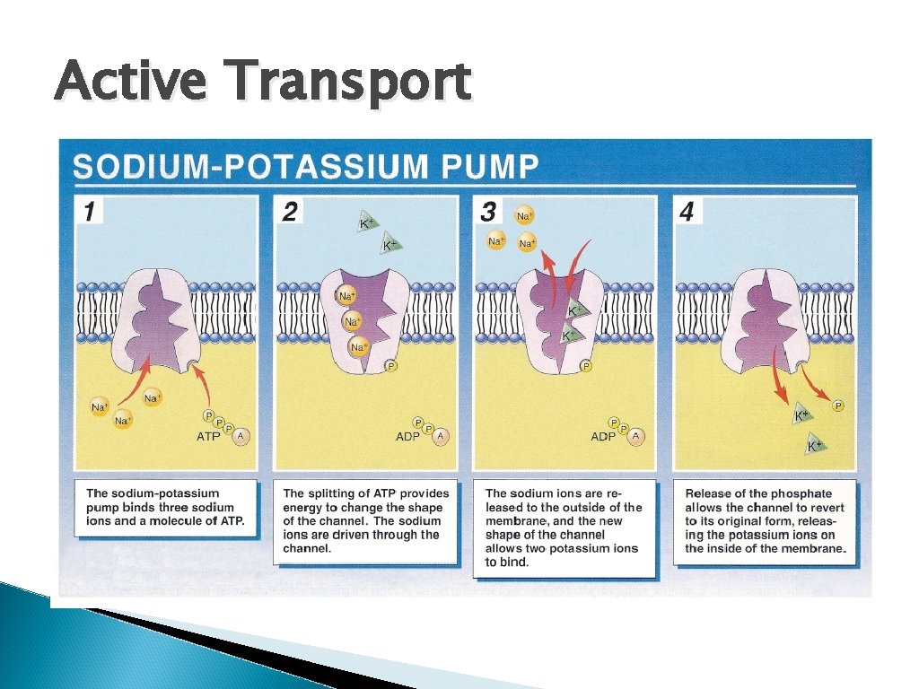 Active Transport membrane proteins move solutes against a concentration gradient (all carrier proteins) ◦