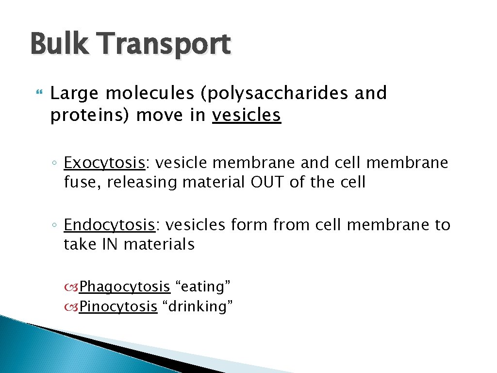 Bulk Transport Large molecules (polysaccharides and proteins) move in vesicles ◦ Exocytosis: vesicle membrane