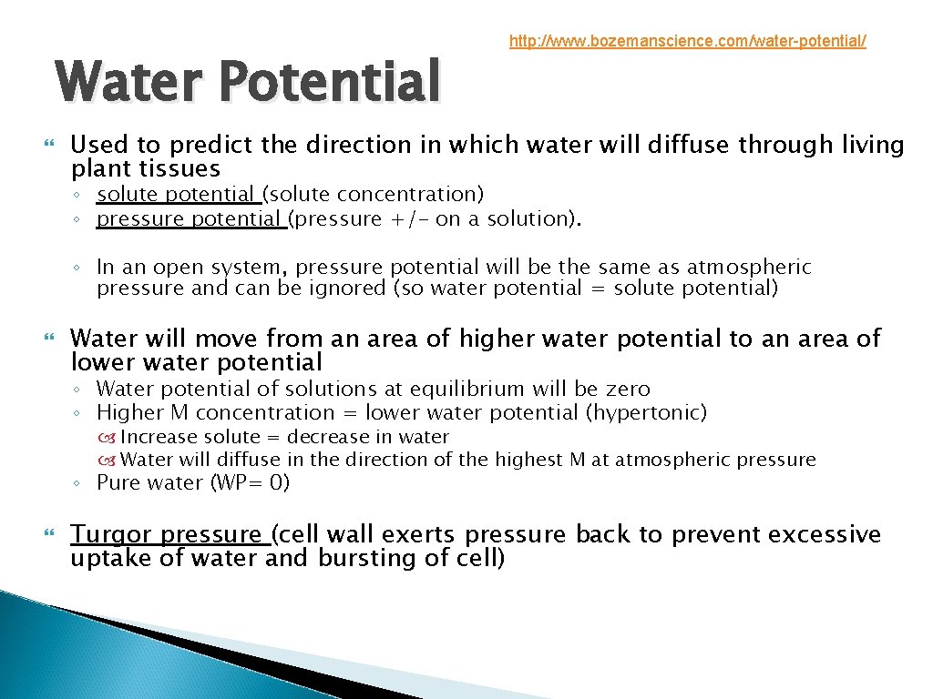 Water Potential http: //www. bozemanscience. com/water-potential/ Used to predict the direction in which water