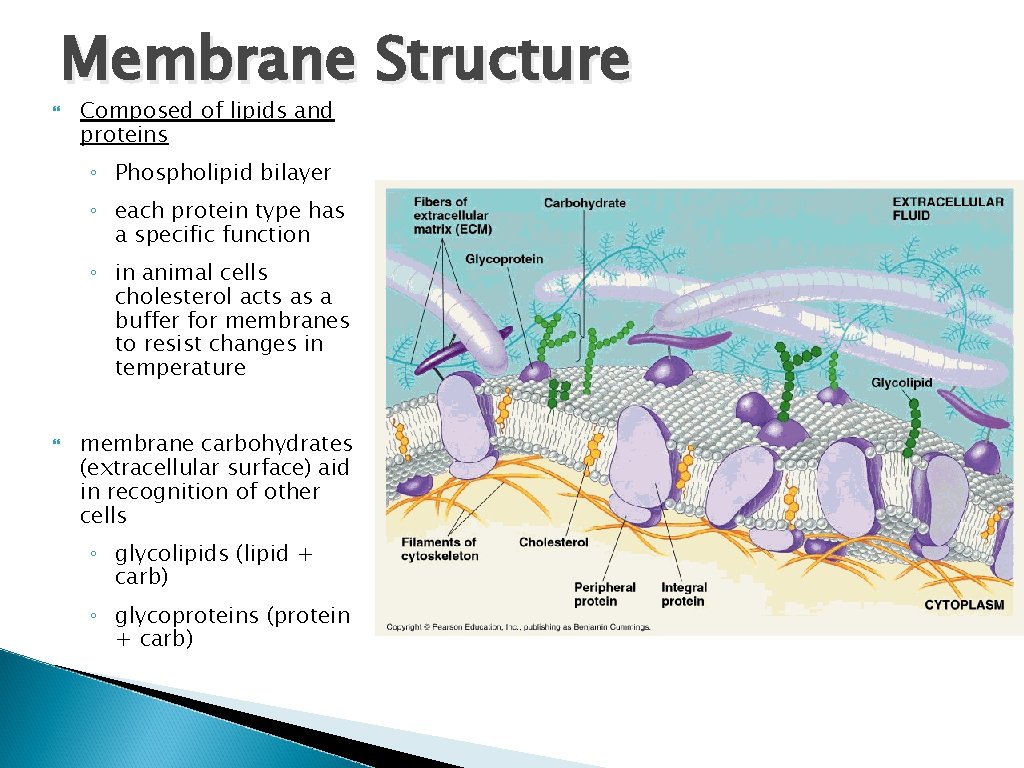  Membrane Structure Composed of lipids and proteins ◦ Phospholipid bilayer ◦ each protein