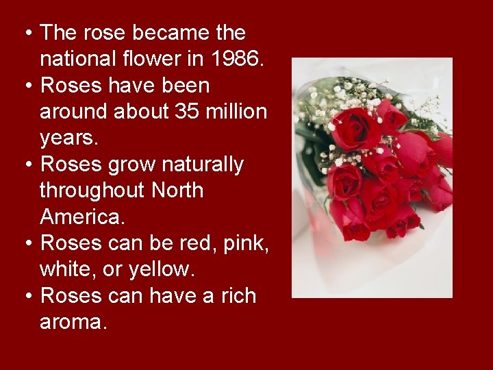 • The rose became the national flower in 1986. • Roses have been