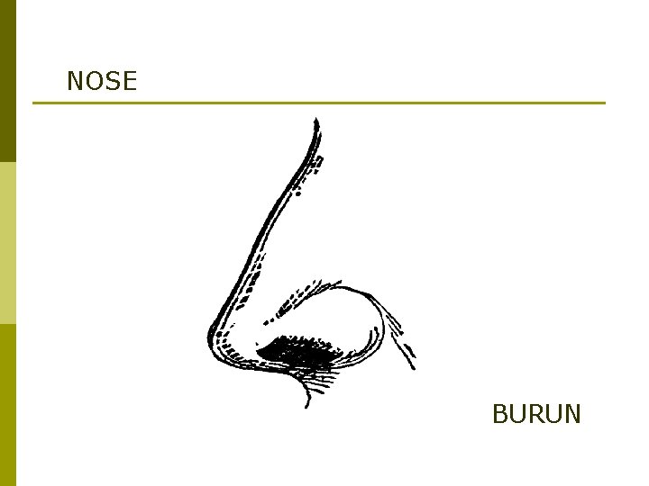 NOSE BURUN 