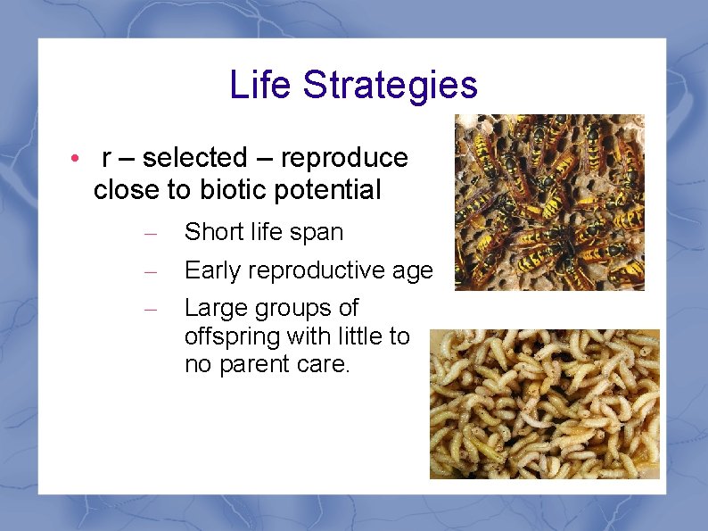 Life Strategies • r – selected – reproduce close to biotic potential – –