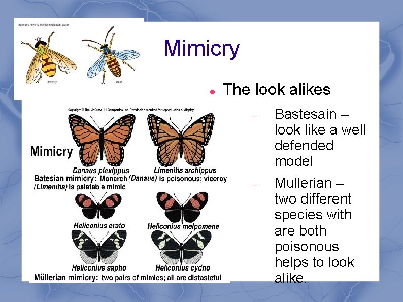 Mimicry The look alikes Bastesain – look like a well defended model Mullerian –