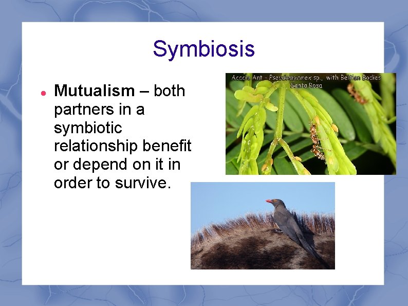 Symbiosis Mutualism – both partners in a symbiotic relationship benefit or depend on it