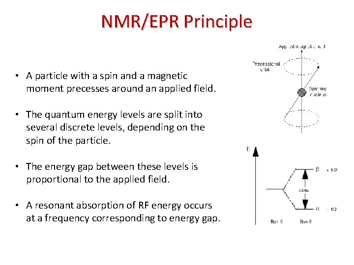 NMR/EPR Principle • A particle with a spin and a magnetic moment precesses around