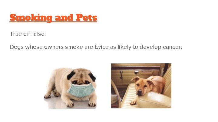 Smoking and Pets True or False: Dogs whose owners smoke are twice as likely