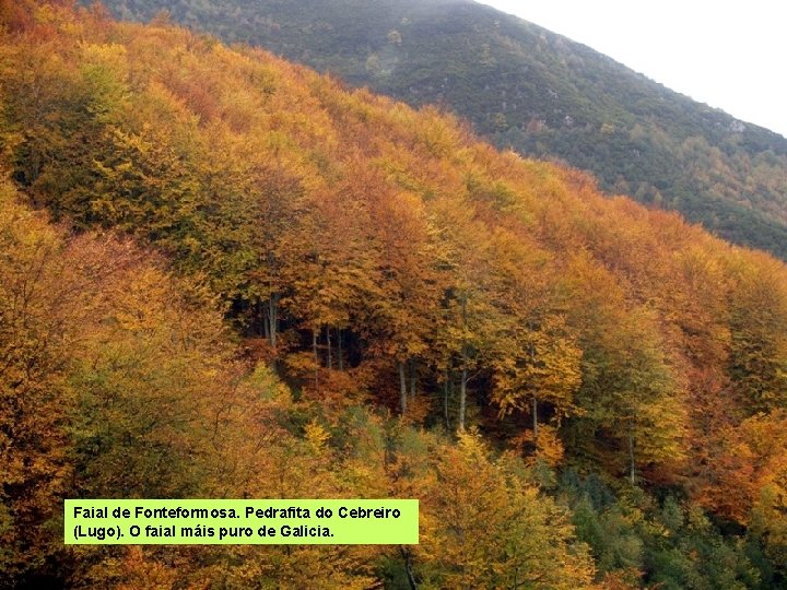 Faial de Fonteformosa. Pedrafita do Cebreiro (Lugo). O faial máis puro de Galicia. 