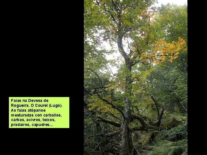 Faias na Devesa de Rogueira. O Courel (Lugo). As faias atópanse mesturadas con carballos,