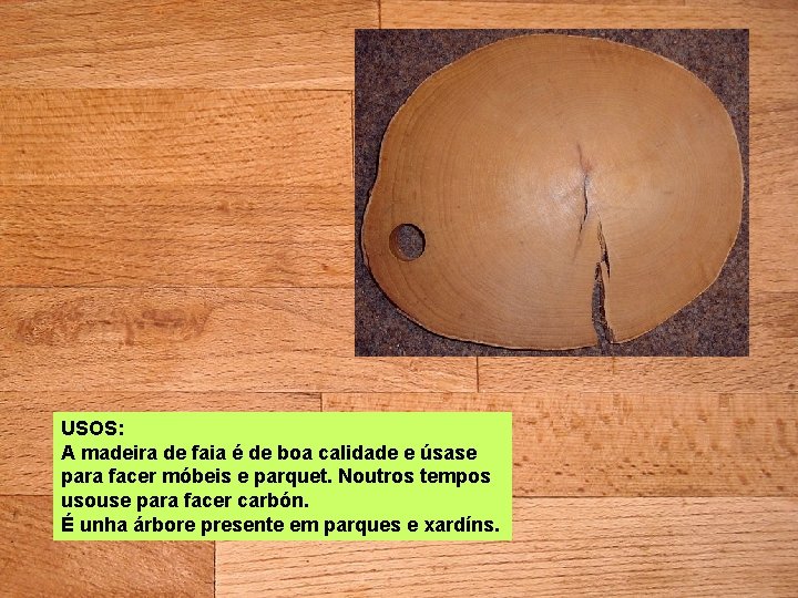 USOS: A madeira de faia é de boa calidade e úsase para facer móbeis