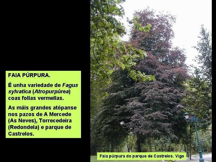 FAIA PÚRPURA. É unha variedade de Fagus sylvatica (Atropurpúrea) coas follas vermellas. As máis