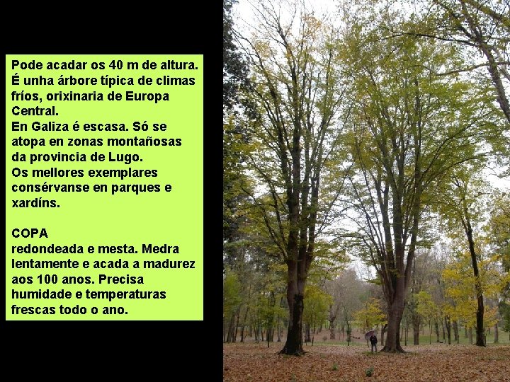 Pode acadar os 40 m de altura. É unha árbore típica de climas fríos,