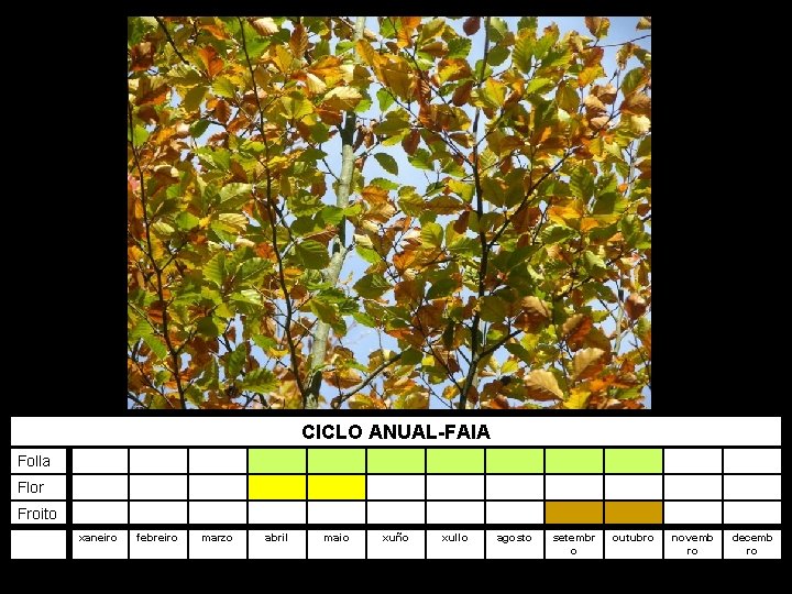 CICLO ANUAL-FAIA Folla Flor Froito xaneiro febreiro marzo abril maio xuño xullo agosto setembr