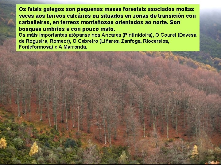 Os faiais galegos son pequenas masas forestais asociados moitas veces aos terreos calcários ou