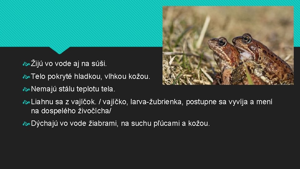  Žijú vo vode aj na súši. Telo pokryté hladkou, vlhkou kožou. Nemajú stálu