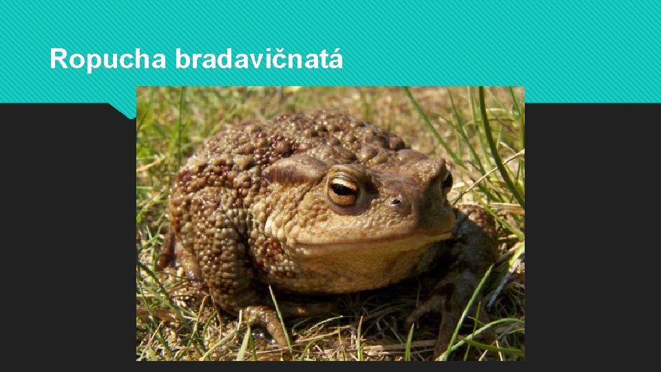 Ropucha bradavičnatá 