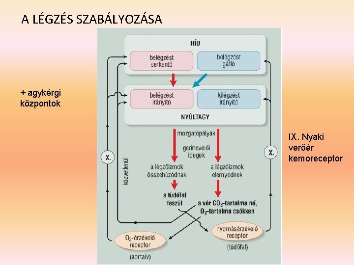 A LÉGZÉS SZABÁLYOZÁSA + agykérgi központok IX. Nyaki verőér kemoreceptor 