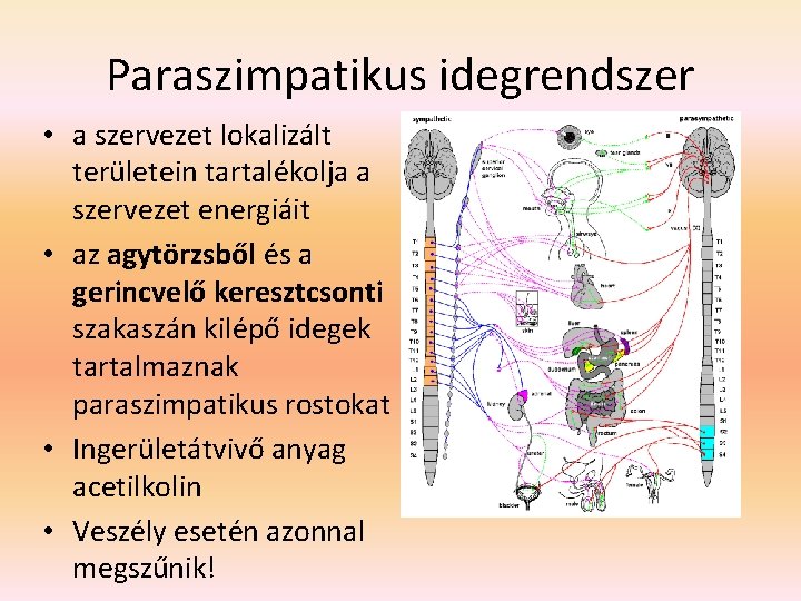 Paraszimpatikus idegrendszer • a szervezet lokalizált területein tartalékolja a szervezet energiáit • az agytörzsből