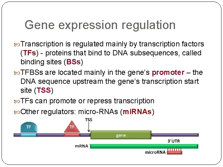 Gene expression regulation Transcription is regulated mainly by transcription factors (TFs) - proteins that